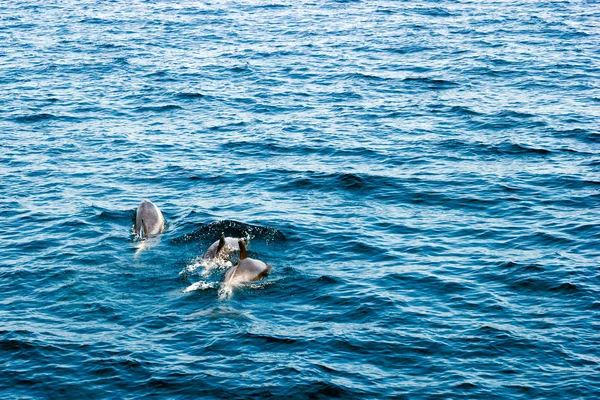 Delfines del sur de California — Foto de Stock