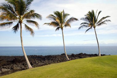 Hawaiian avuç içi ve Beach