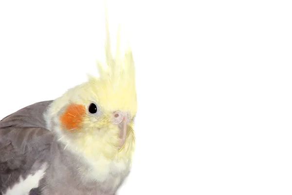 Cockatiel head shot — Stock Photo, Image