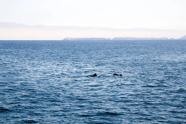 Delfines juguetones cerca de las Islas Canales, California — Foto de Stock