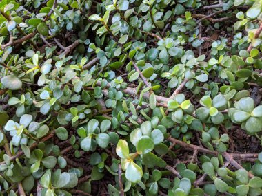 Fil yeşillik Bush