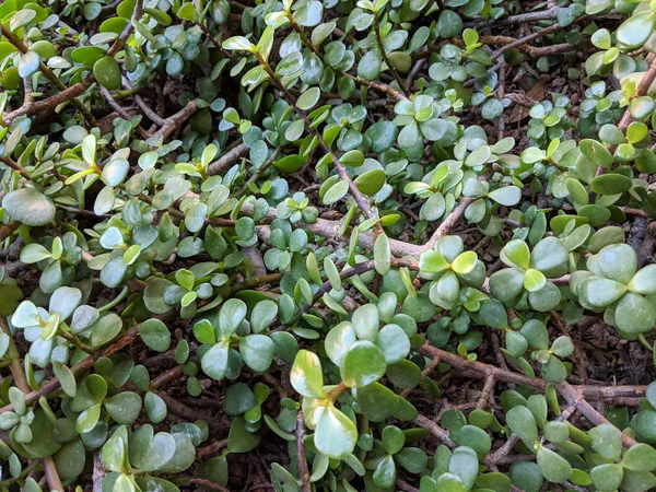 Elephant Bush Foliage — Stock Photo, Image