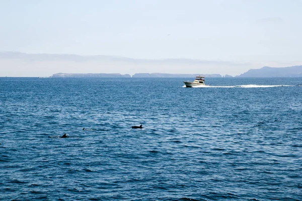 Yunuslar yakınındaki Kanal Adaları, Kaliforniya — Stok fotoğraf