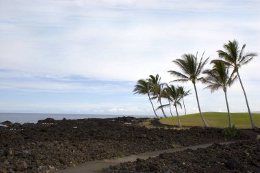 Hawaiian avuç içi ve Beach