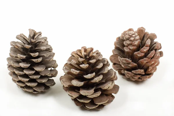 Tres conos de pino — Foto de Stock