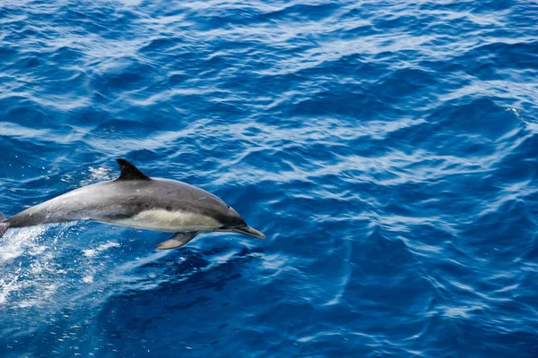 Delfín saltando del océano — Foto de Stock