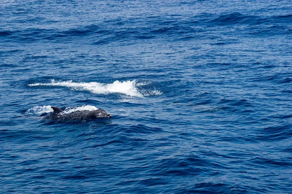 Дельфин в открытом океане — стоковое фото