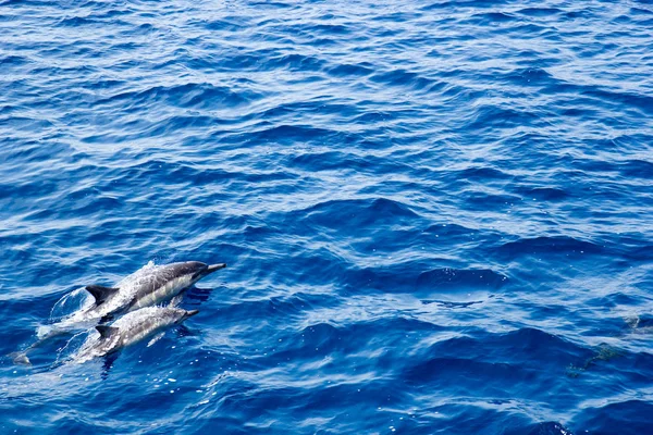 Скоростная пара дельфинов — стоковое фото