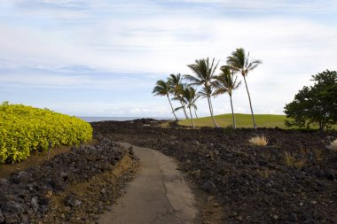 Hawaiian avuç içi ve volkanik Shore