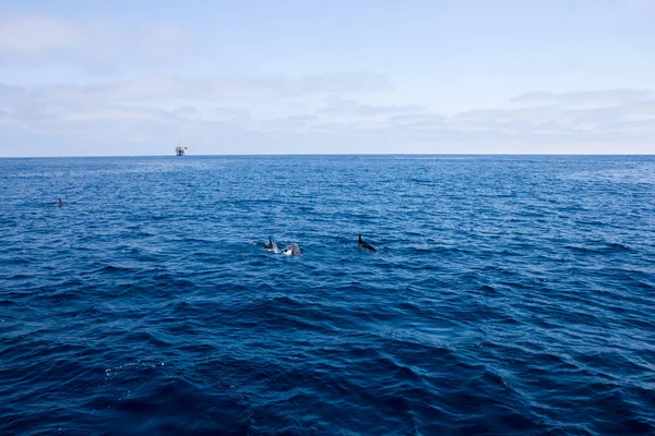 Delfines y plataforma petrolera — Foto de Stock