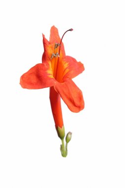 Arizona turuncu Hanımeli