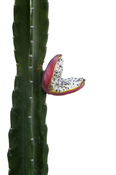Cactus frukt med frön — Stockfoto