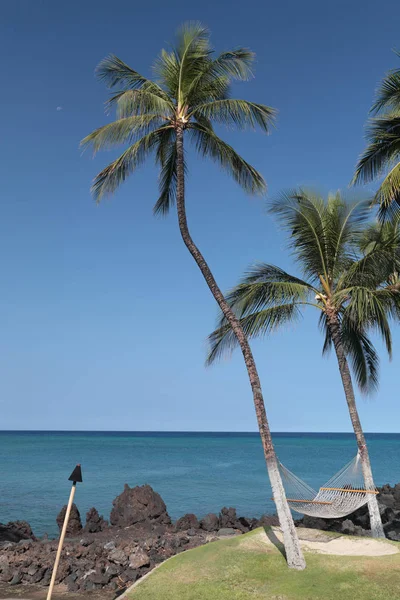 Hawajski Paradise Palms — Zdjęcie stockowe