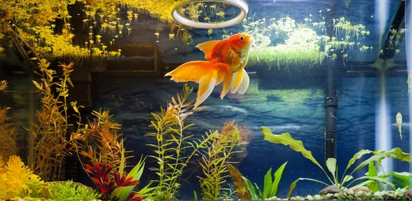 Gold Fish Feeding Time — Stockfoto