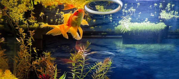 Gold Fish Feeding Time — Stock Photo, Image