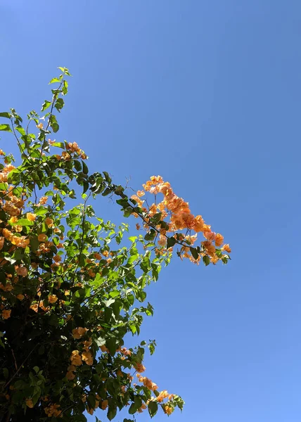 Bougainvillea Glabra i Arizona - Stock-foto