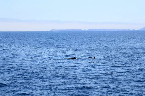 Par Juguetones Delfines Nadando Aguas Oceánicas Cerca Las Islas Del — Foto de Stock