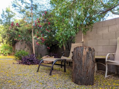Arizona arka bahçesinde bahar