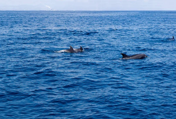 Delfines cerca de la costa de Ventura, California — Foto de Stock