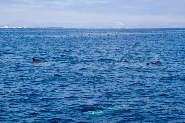 Delfines cerca de la costa de Ventura, California — Foto de Stock