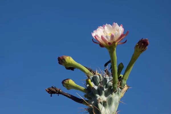 Rano w nocy kwitnący Cereus — Zdjęcie stockowe