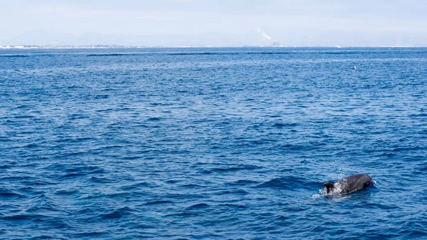 Delfines cerca de la costa de Ventura, California — Foto de Stock