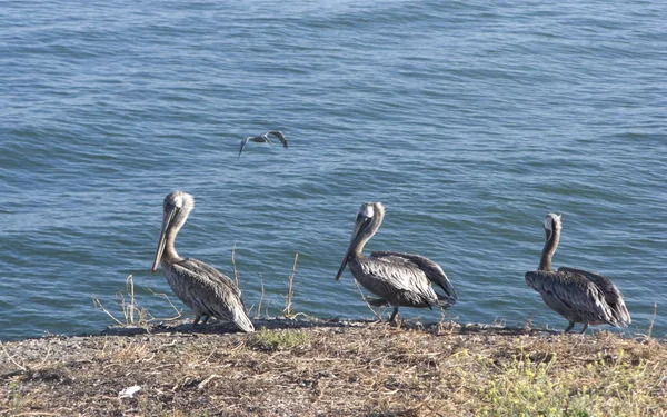 Pelikanfamilie an der Klippe des Ozeans — Stockfoto