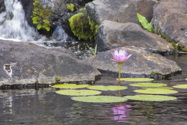 Blooming Hawaiian Lotus — Stock Photo, Image