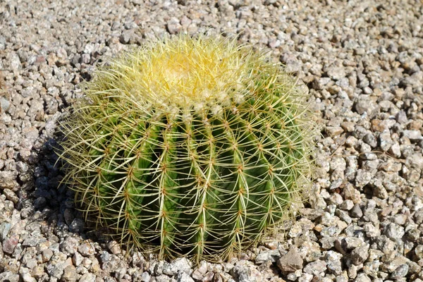 Arizona Golden Barrel Cactus Royalty Free Stock Obrázky