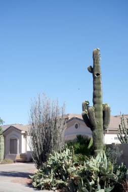 Phoenix, Az ön bahçesinde