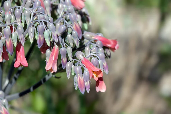 Floração de plantas de jacaré no Arizona Winter — Fotografia de Stock