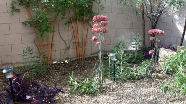 Arizona çöl stili Xeriscaping Kalanchoe Daigremontiana sulandırmaları ile süslenmiştir. Ayrıca binlerce şeytani omurga bitkisi olarak da bilinir..