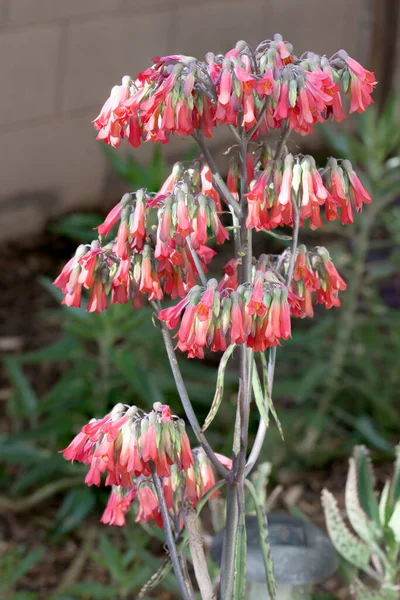 Arizona Sivatagi Stílusú Xeriscaping Díszített Kalanchoe Daigremontiana Zamatos Más Néven — Stock Fotó