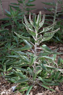 Arizona çöl stili Xeriscaping Kalanchoe Daigremontiana sulandırmaları ile süslenmiştir. Ayrıca binlerce şeytani omurga bitkisi olarak da bilinir..