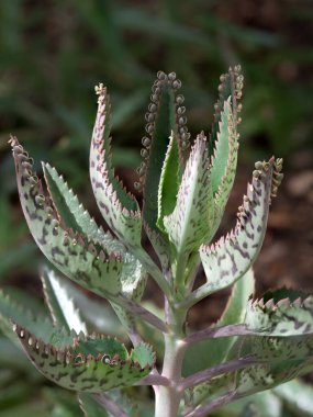 Kalanchoe Daigremontiana 'nın yakın çekim yeri. Arizona' da çöl stili Xeriscaping 'de sıklıkla kullanılan binlerce şeytan omurga bitkisinin anası olarak da bilinir..