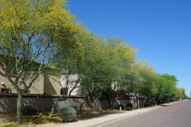 Çiçekli Palo Verde renkli çiçeklerle Xeriscaplı kamu konutları sokağı boyunca Phoenix, AZ