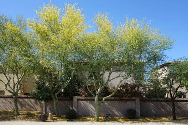 Çiçekli Palo Verde renkli çiçeklerle Xeriscaplı kamu konutları sokağı boyunca Phoenix, AZ