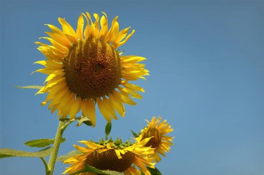 Güzel çiçek ayçiçeği yaz aylarında sarı..