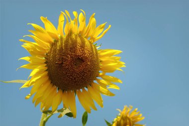 Güzel çiçek ayçiçeği yaz aylarında sarı..