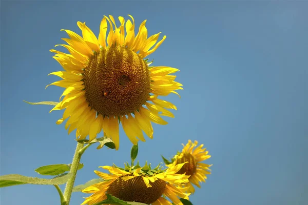 Beautiful flowers yellow sunflowers in summer. — Stock Photo, Image