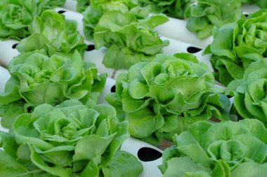 Organik hydroponic sebze tarım kavramı