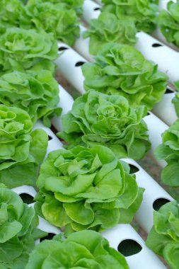 Organik hydroponic sebze tarım kavramı