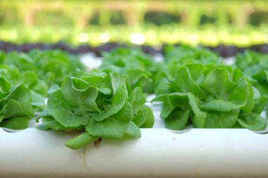 Organik hydroponic sebze tarım kavramı