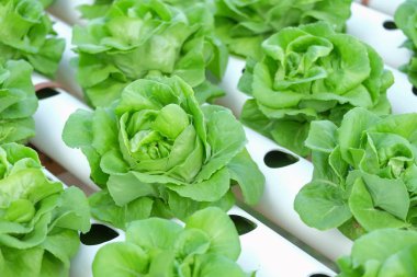 Organik hydroponic sebze tarım kavramı