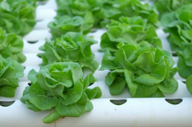 Organik hydroponic sebze tarım kavramı