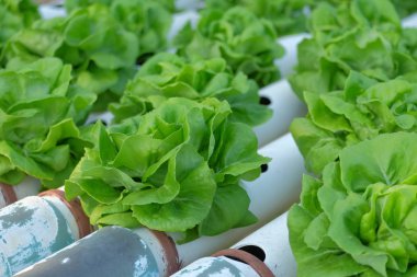 Organik hydroponic sebze tarım kavramı