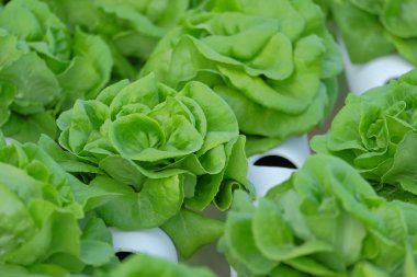 Organik hydroponic sebze tarım kavramı