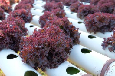 Organik hydroponic sebze tarım kavramı