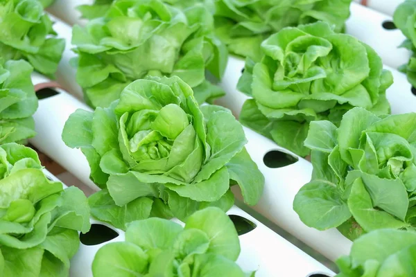 Organic hydroponic vegetable farm concept — Stock Photo, Image