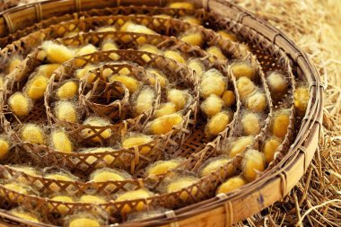 İpekböceği elyaf kumaş sanayi.